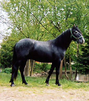 ARABE BARBE D'ENDURANCE